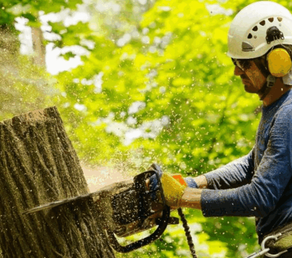 How Digital Marketing Trends Are Shaping Tree Service Companies in Charlotte, NC