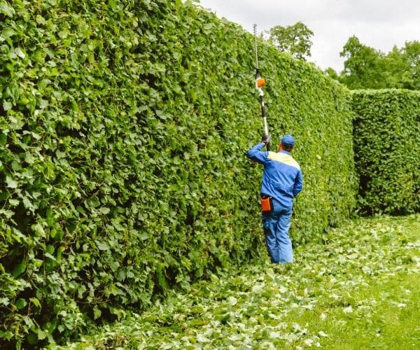 Best Tree Care Practices for Urban Landscapes in Farmington Hills, MI