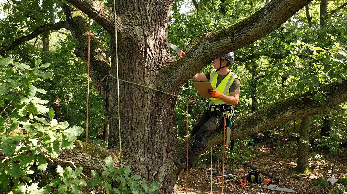 Why Hiring Licensed Arborists in Pittsburgh, PA Is Essential for Tree Health and Safety