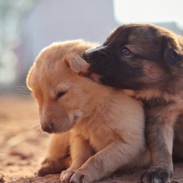 Everyday Habits That Improve Pet Wellness