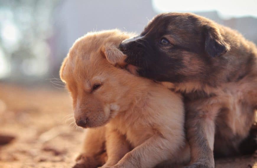 Everyday Habits That Improve Pet Wellness